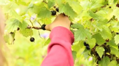 Bush dan olgun böğürtlen toplama