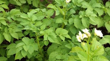 Yatak çiçekli patates