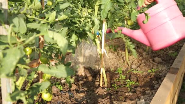 Watering tomato bushes in greenhouse — Stock Video