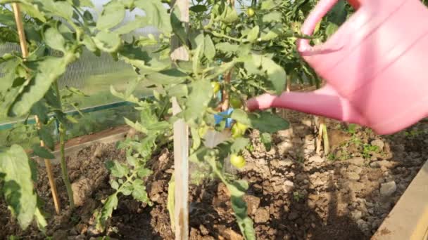 Regar arbustos de tomate en invernadero — Vídeo de stock