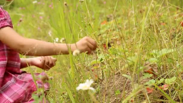 Child picking wild strawberries in the forest — Stock Video