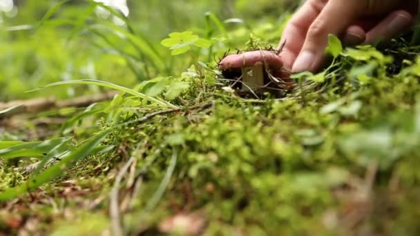 Mains masculines cueillant des champignons dans la forêt — Video