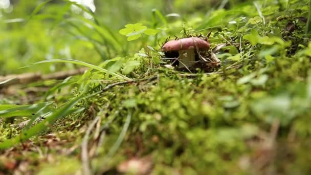 Mãos masculinas pegando cogumelos na floresta — Vídeo de Stock