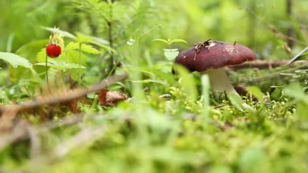 Male hands picking mushrooms in the forest — Stock Video