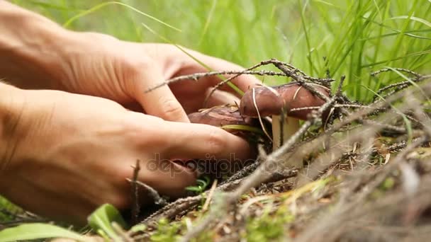 Mãos masculinas pegando cogumelos na floresta — Vídeo de Stock