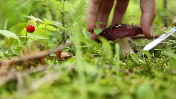 Mains masculines cueillant des champignons dans la forêt — Video