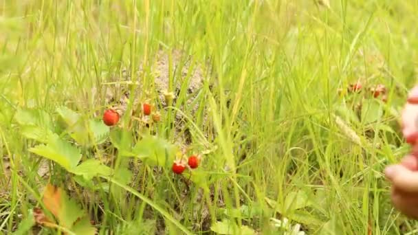Enfant cueillant des fraises sauvages dans la forêt — Video