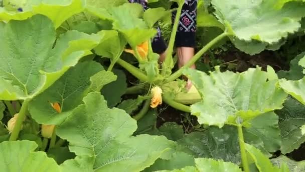 Řezací čerstvé zralé dřeni v zahradě — Stock video