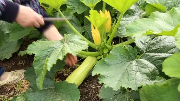 Corte de médula fresca madura en el jardín — Vídeos de Stock