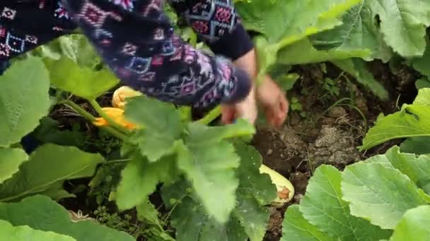 Frisches reifes Knochenmark im Garten schneiden — Stockvideo