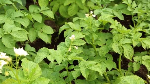 Bed of flowering potatoes — Stock Video