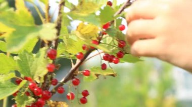 Çocuk bush dan Frenk üzümü toplama 