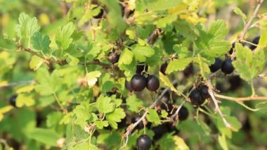 Çocuk bektaşi bush dan toplama