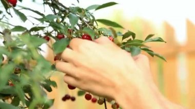 Dallara kiraz toplama 