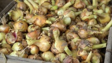 Yığın içinde closeup soğan