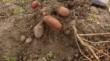 Taze patates kazma kürekle açık havada