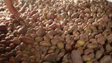 Kiler patates dışarı sıralama