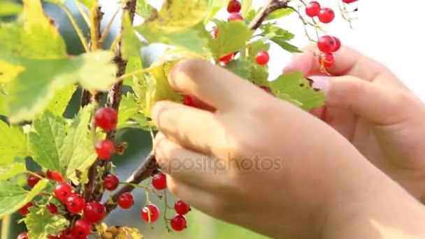 Kind pflückt rote Johannisbeere vom Strauch — Stockvideo