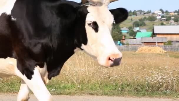 Vaca no campo — Vídeo de Stock