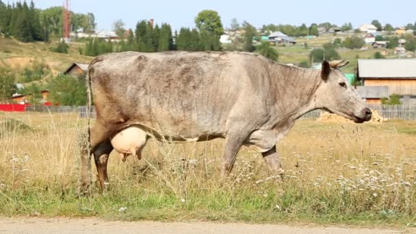 Vaca en el campo — Vídeos de Stock