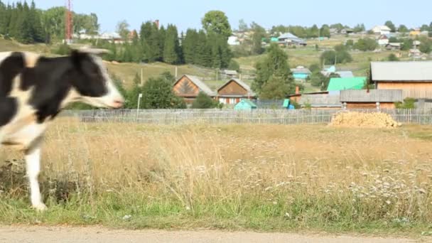 Vaca en el campo — Vídeo de stock