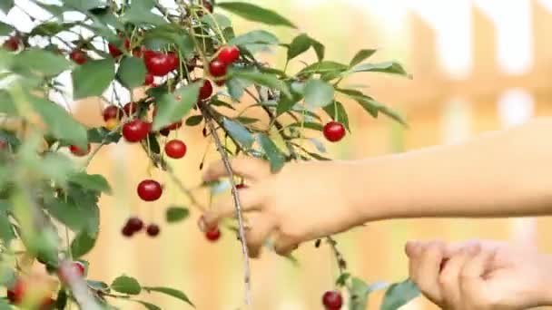 Сбор вишни с ветки — стоковое видео