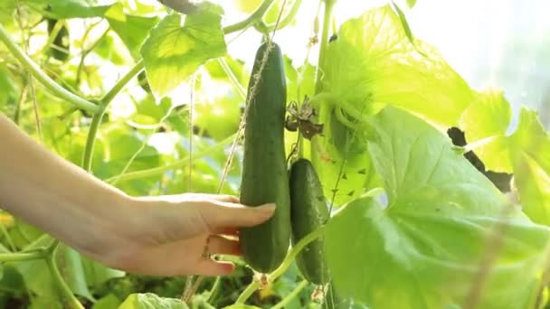 Cortar pepinos en invernadero — Vídeos de Stock