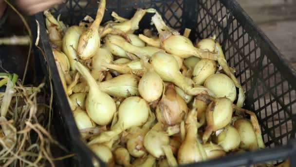 Cortando o onious em close-up — Vídeo de Stock
