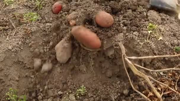 Gräva upp färsk potatis med spade utomhus — Stockvideo