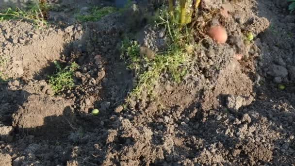 Frische Kartoffeln mit Schaufel im Freien ausgraben — Stockvideo