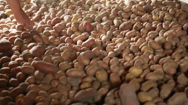 Sorting out the potatoes in cellar — Stock Video