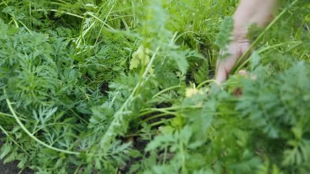 Pulling out carrots in the garden — Stock Video