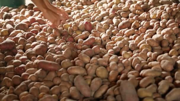 Sistemare le patate in cantina — Video Stock