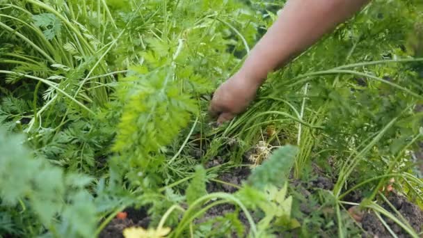 Trekken uit wortelen in de tuin — Stockvideo
