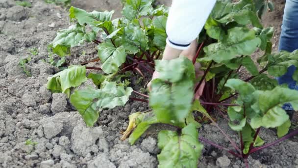 Pulling out beetroots in the garden — Stock Video