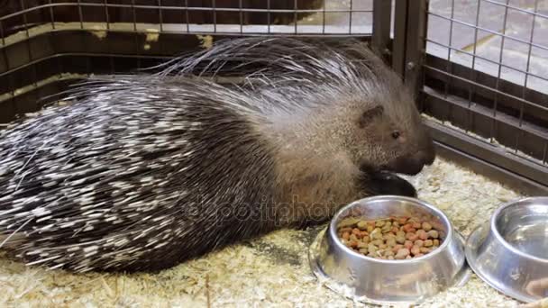 Porcupine in a cage — Stock Video