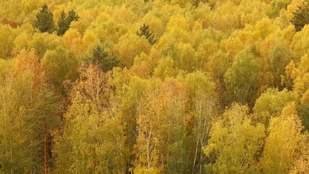 Bomen in het bos in de herfst — Stockvideo