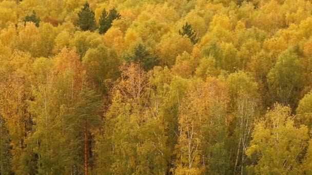 Bomen in het bos in de herfst — Stockvideo