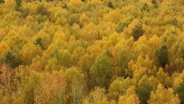 Trees in forest in autumn — Stock Video