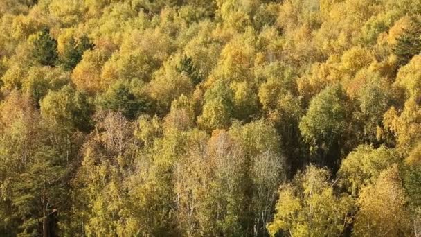 Bomen in het bos in de herfst — Stockvideo