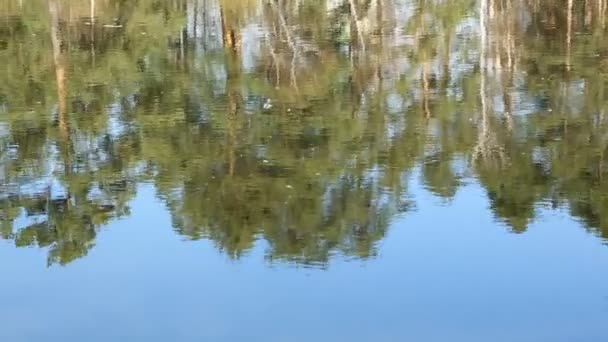 réflexion des arbres dans l'eau