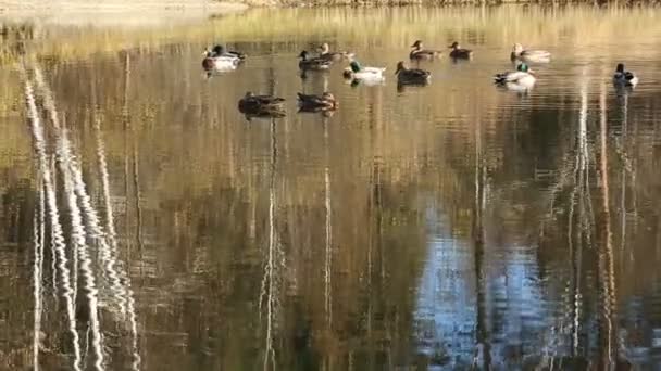 Flock ankor på vatten — Stockvideo