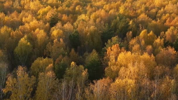 Árvores na floresta no outono — Vídeo de Stock