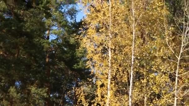 Деревья в лесу осенью — стоковое видео
