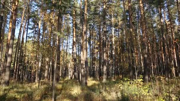 Les arbres dans la forêt en automne — Video