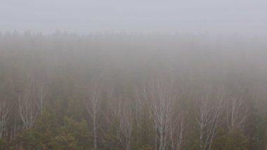 Ormandaki ağaçlar üzerinde sis 