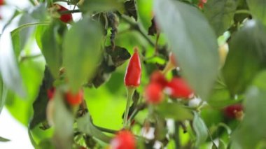 Bush kırmızı biber yeşil yaprakları