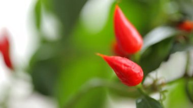 Bush kırmızı biber yeşil yaprakları