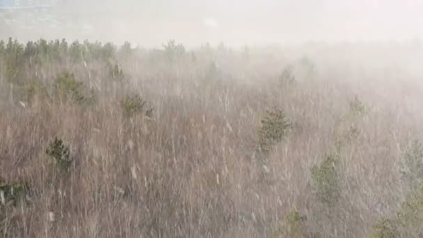 Nevando Floresta — Vídeo de Stock