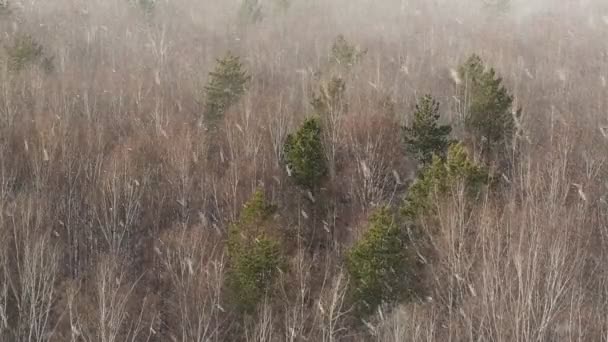 Nevando Floresta — Vídeo de Stock